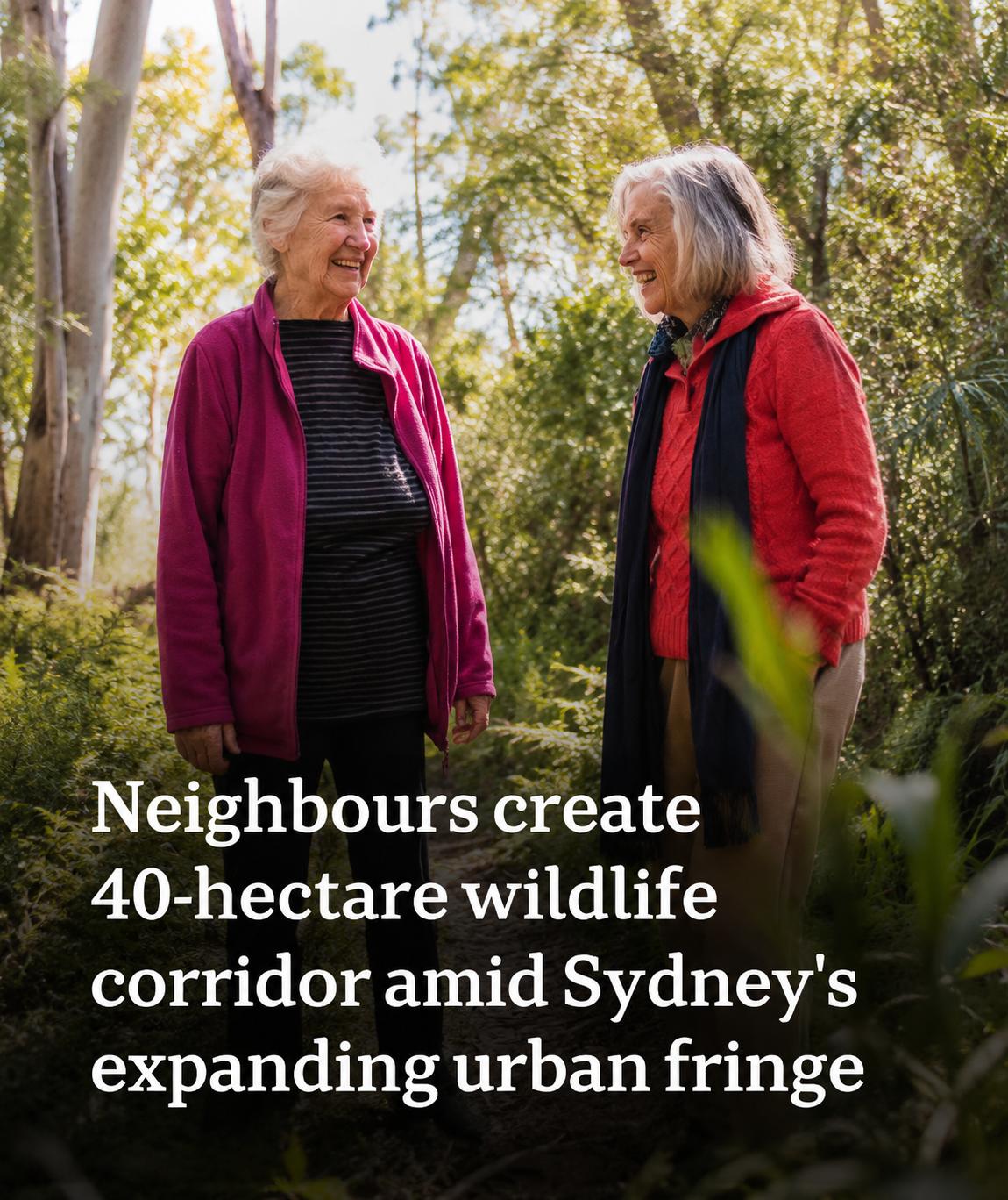 Residents in Kurrajong Heights establish a wildlife corridor linking the Blue Mountains and Wollemi national parks