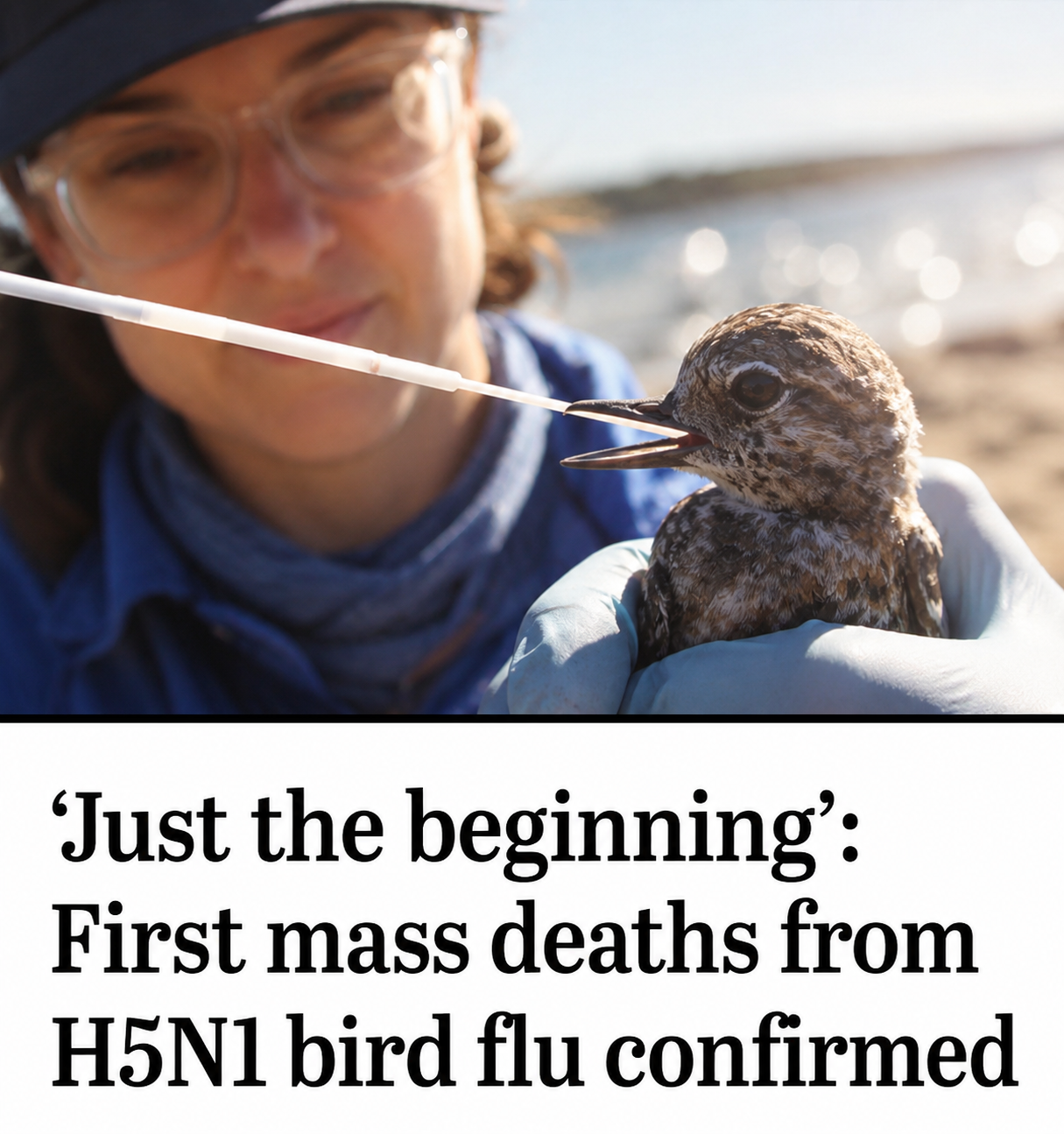 Greater crested terns affected by H5N1 bird flu in South Australia